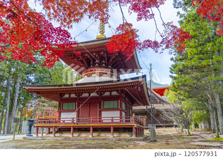 高野山　壇上伽藍　紅葉に包まれた東塔 120577931