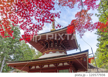 高野山　壇上伽藍　紅葉に包まれた東塔 120577936