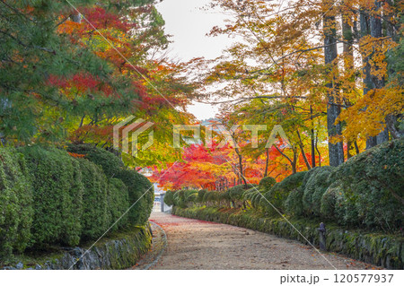 高野山 壇上伽藍 紅葉に包まれた蛇腹路 高野山 壇上伽藍 紅葉に包まれた蛇腹路 120577937