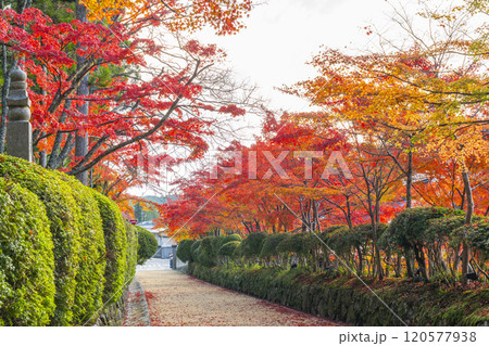 高野山　壇上伽藍　紅葉に包まれた蛇腹路 120577938