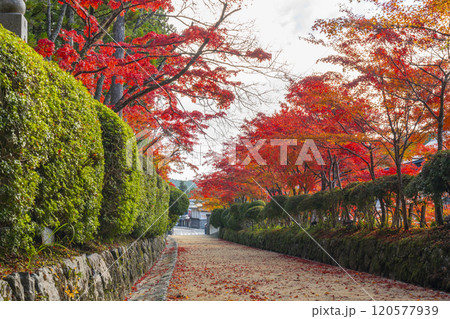高野山　壇上伽藍　紅葉に包まれた蛇腹路 120577939