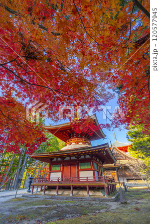 高野山　壇上伽藍　紅葉に包まれた東塔 120577945
