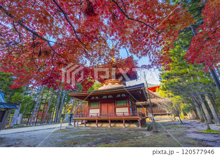 高野山　壇上伽藍　紅葉に包まれた東塔 120577946