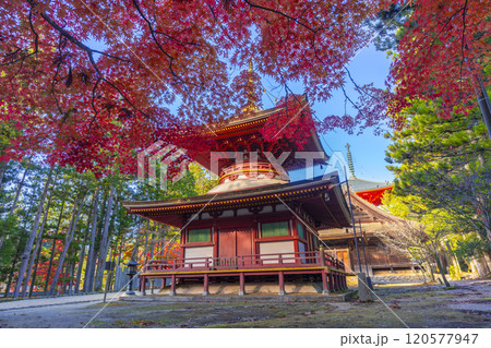 高野山　壇上伽藍　紅葉に包まれた東塔 120577947