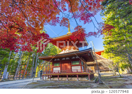 高野山　壇上伽藍　紅葉に包まれた東塔 120577948
