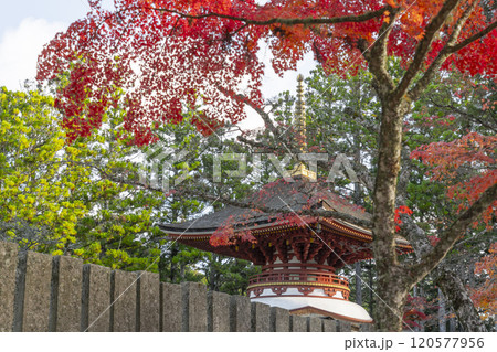 高野山　壇上伽藍　紅葉に包まれた東塔 120577956