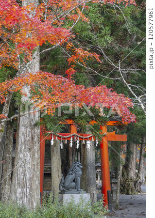 高野山壇上伽藍　御社　山王院　紅葉に包まれた鳥居　 120577961