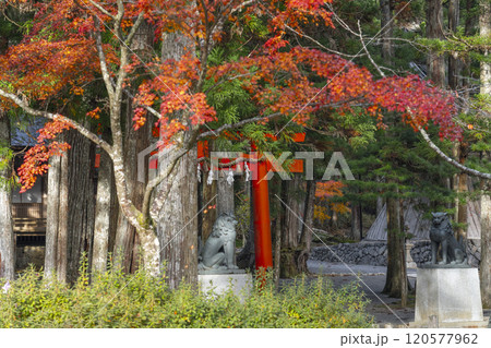 高野山壇上伽藍　御社　山王院　紅葉に包まれた鳥居 120577962