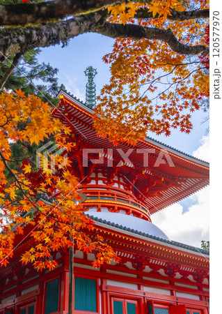 高野山　壇上伽藍　紅葉に包まれた根本大塔 120577970