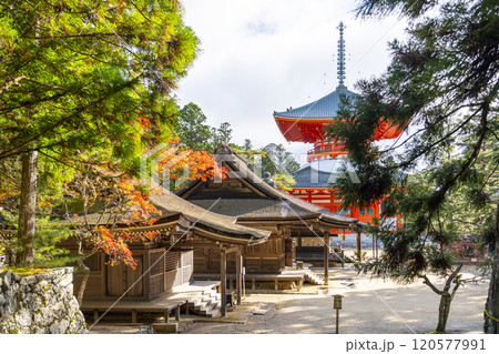 高野山　壇上伽藍　紅葉に包まれた根本大塔 120577991