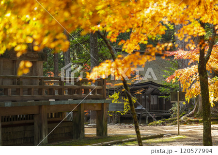 高野山　壇上伽藍　紅葉に包まれた西塔と山王院 120577994