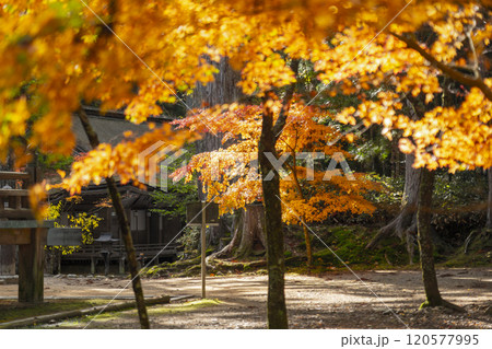 高野山 壇上伽藍 紅葉に包まれた西塔と山王院 高野山 壇上伽藍 紅葉に包まれた西塔と山王院 120577995