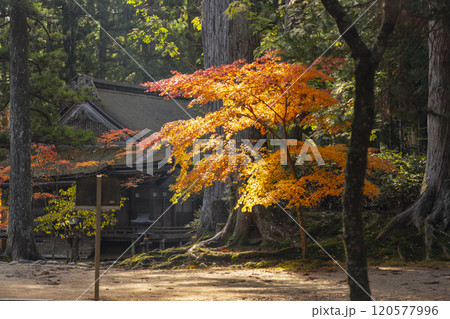 高野山　壇上伽藍　紅葉に包まれた山王院 120577996