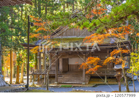 高野山　壇上伽藍　紅葉に包まれた山王院 120577999