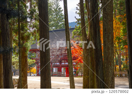 高野山　壇上伽藍　紅葉に包まれた中門 120578002