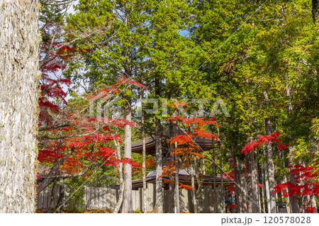 高野山　壇上伽藍　紅葉に包まれた東塔 120578028