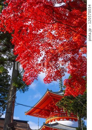 高野山　壇上伽藍　紅葉に包まれた根本大塔 120578034