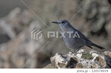 Blue Rock-thrush (Monticola solitarius), Greece Blue Rock-thrush (Monticola solitarius), Greece 120578039