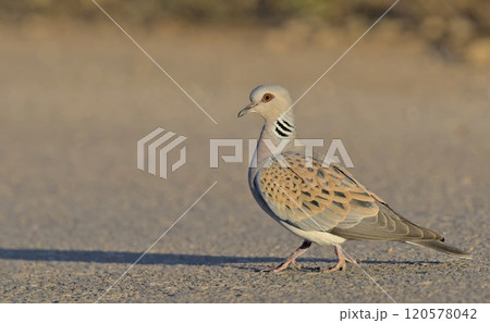 Turtle Dove -Streptopelia turtur, Greece 120578042