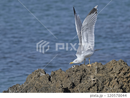 Yellow-legged Gull (Larus michahellis), Crete, Greece Yellow-legged Gull (Larus michahellis), Crete, Greece 120578044