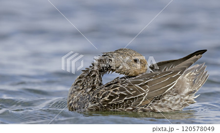 Pintail or Northern Pintail (Anas acuta), Crete Pintail or Northern Pintail (Anas acuta), Crete 120578049