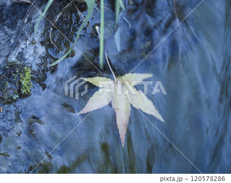 成田山公園の紅葉 120578286