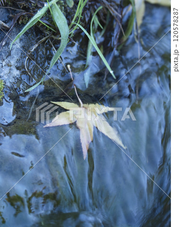 成田山公園の紅葉 120578287