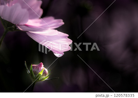 朝露の中のコスモス　ひとしずく 120578335