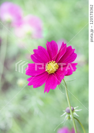 可憐に咲く秋桜   120578362