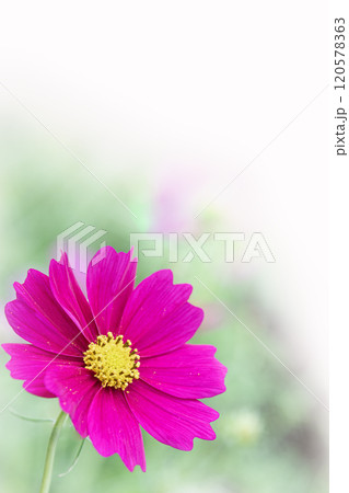 可憐に咲く秋桜   120578363