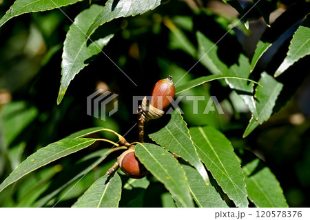 木になるどんぐり 木になるどんぐり 120578376