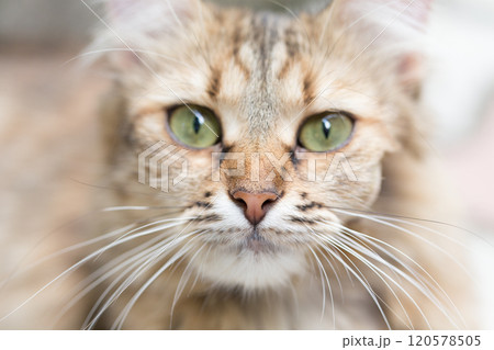 A cat face with green eyes. 120578505