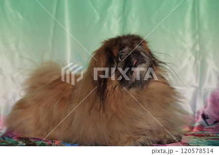 Pekingese lying against green background. 120578514
