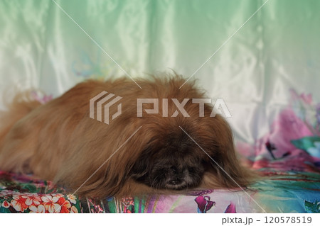Pekingese lying against green background. 120578519