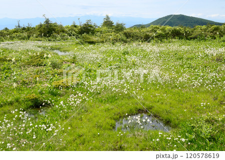 ワタスゲが群生する蔵王刈田岳西側の御田ノ神園地 120578619