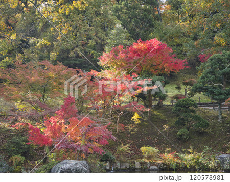 成田山公園の紅葉 120578981