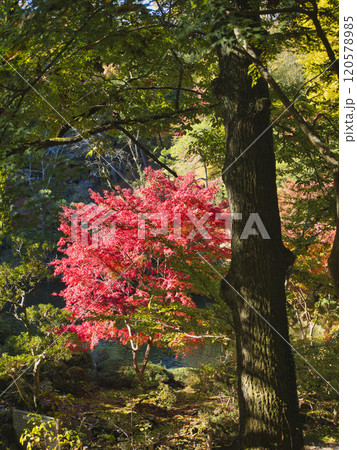 成田山公園の紅葉 120578985