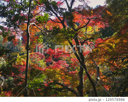 成田山公園の紅葉 120578986