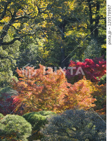 成田山公園の紅葉 120578987