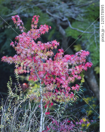 成田山公園の紅葉 120578995