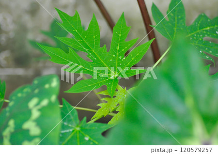 papaya , Carica papaya L or Papaya or Melan Tree or Paw Paw or CARICACEAE plant and rain droplet papaya , Carica papaya L or Papaya or Melan Tree or Paw Paw or CARICACEAE plant and rain droplet 120579257
