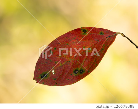美しく紅葉した柿の葉 美しく紅葉した柿の葉 120579399