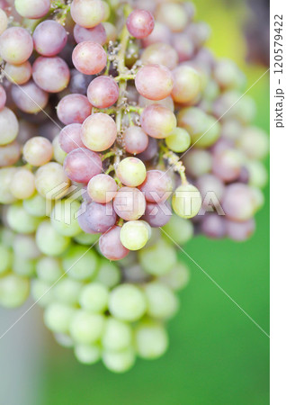 grape or Vitis vinifera L , Vitis vinifera or Seedless grape grape or Vitis vinifera L , Vitis vinifera or Seedless grape 120579422