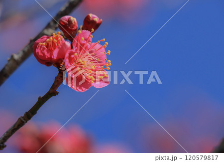 梅花 120579817