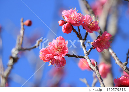 梅花 120579818