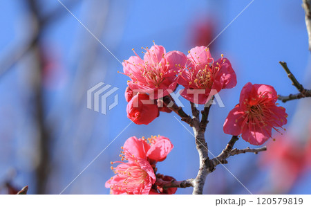 梅花 120579819