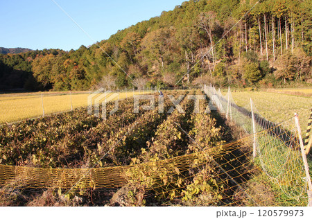 丹波篠山の黒豆畑 丹波篠山の黒豆畑 120579973
