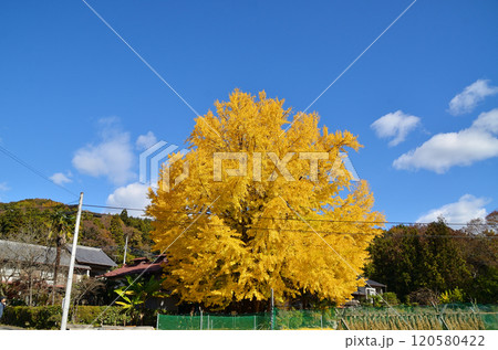 埼玉県皆野町国神　金色に輝く姫イチョウ 120580422