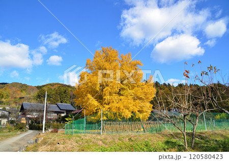 埼玉県皆野町国神 金色に輝く姫イチョウ 埼玉県皆野町国神 金色に輝く姫イチョウ 120580423