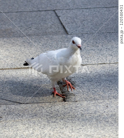 Domestic pigeon (Columba livia) on a street in Sevilla, Andalusia, Spain. 120580431